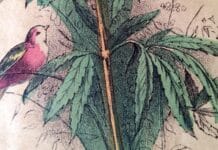 Oprichting Nationaal Hennep Gilde: discussie openbreken over het legaliseren van de hennepplant Oprichting Nationaal Hennep Gilde: discussie openbreken over het legaliseren van de hennepplant