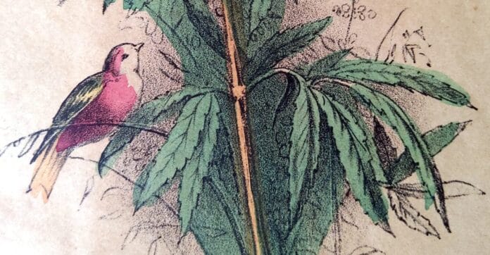 Oprichting Nationaal Hennep Gilde: discussie openbreken over het legaliseren van de hennepplant