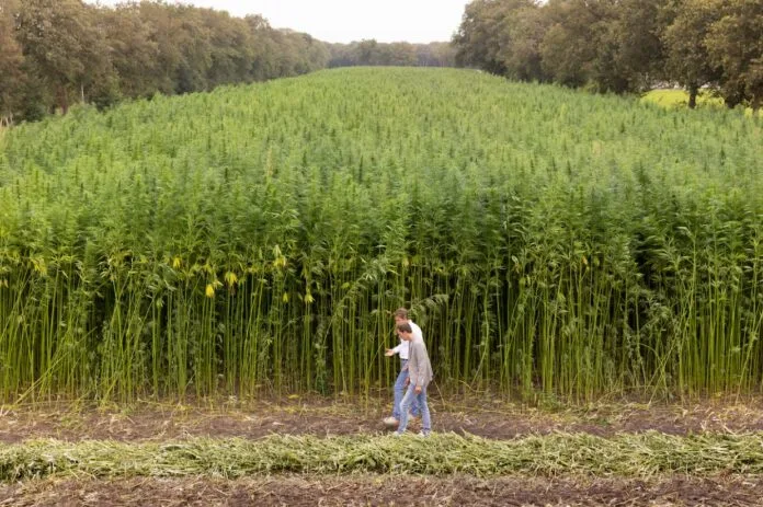 Heijmans breidt inzet vezelhennep in bouwsector fors uit naar 23,5 hectare in 2025