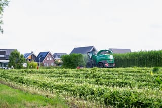 Wethouder Hein de Haan oogst vezelhennep voor biobased woningbouw in Stiens 2