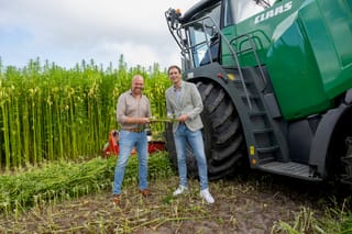 Wethouder Hein de Haan oogst vezelhennep voor biobased woningbouw in Stiens 2