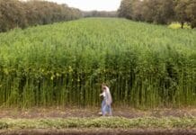 Arnhem start pilot vezelhennep voor duurzame regionale landbouw Vezelhennep Arnhem